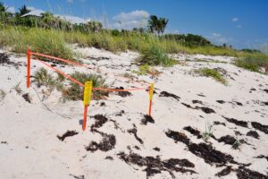 Sea turtle nests marked off by Mote volunteer organization Southwest Florida beach