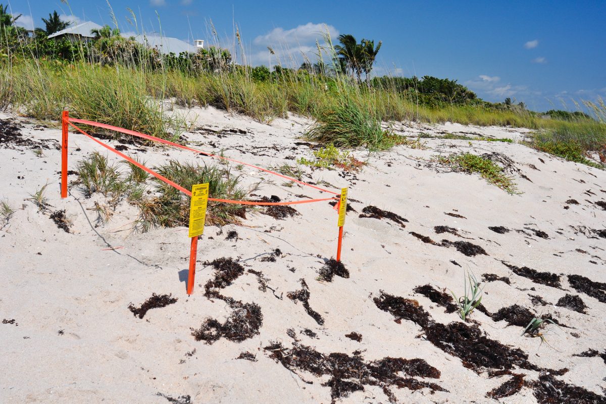 Sea turtle nests marked off by Mote volunteer organization Southwest Florida beach